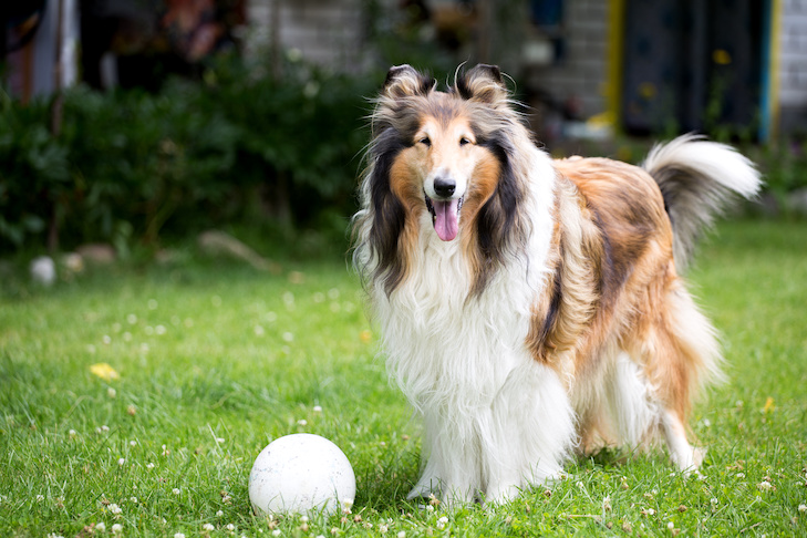 Cute rough collie dog standing on lawn near rubber ball