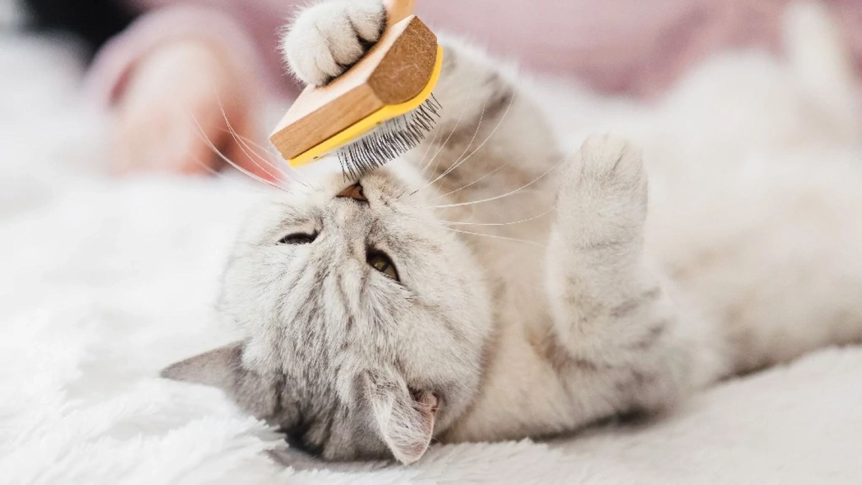 cat-mousse-treatment