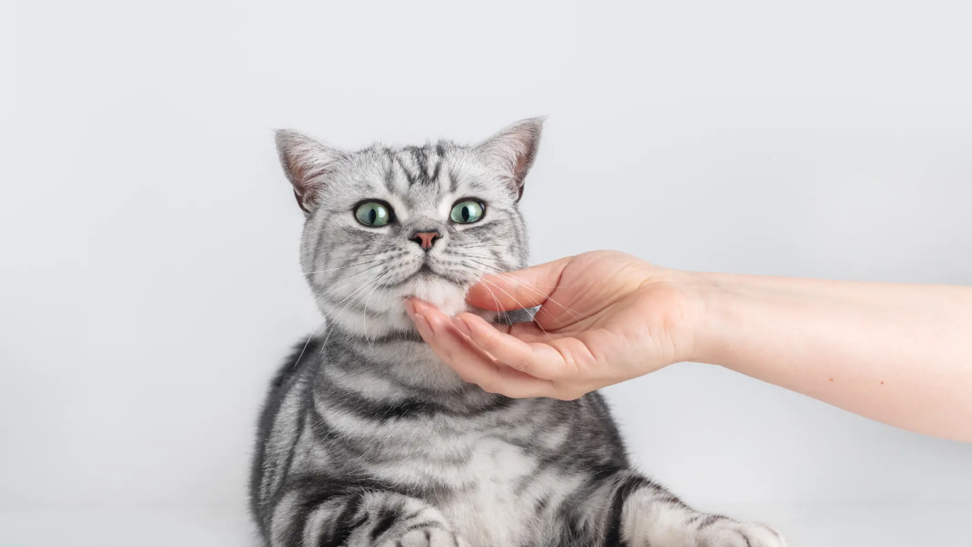 ways to take care your cat