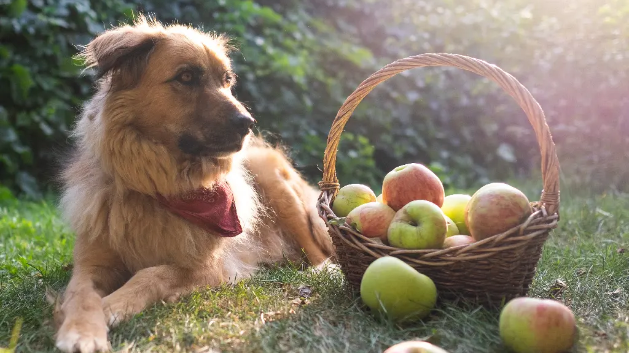 can-dog-eat-apple