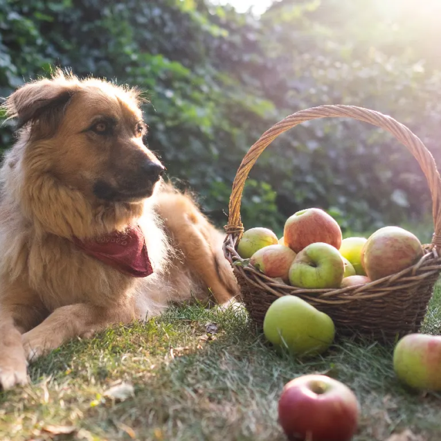 can-dog-eat-apple
