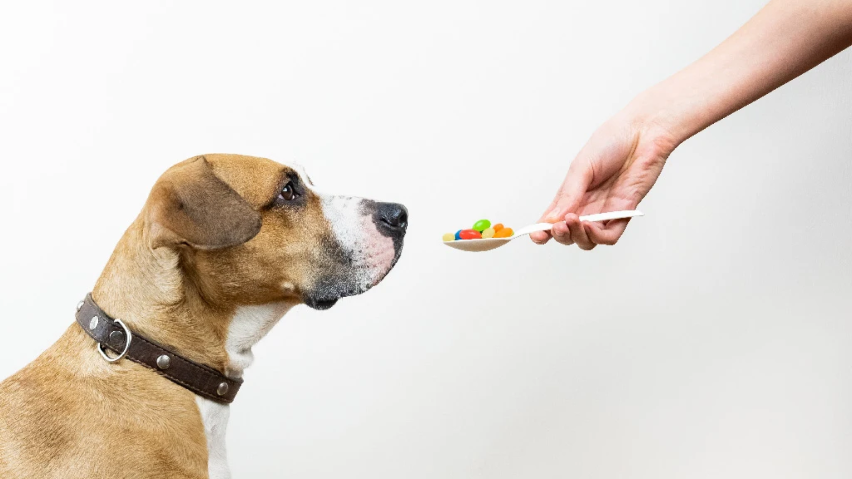 vitamins-for-dog