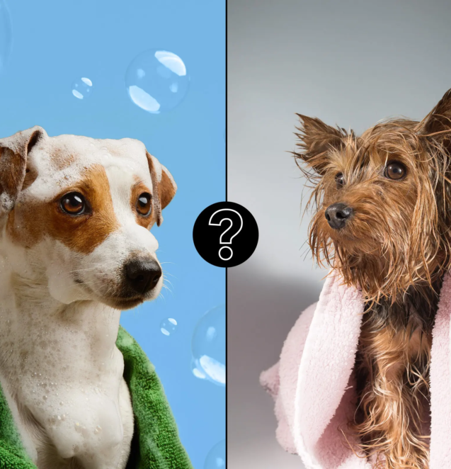 which-shampoo-for-dog